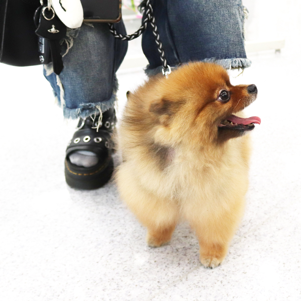 卒業犬のローラちゃんとごろうまるくん☆